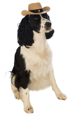 Indiana Bones Dog Accessory