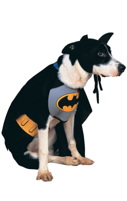 Batman Dog Costume