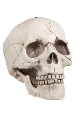 GENERIC Skull Jawbone With Movable Jaw Accessory